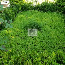 No: 5016 Yeşilik Ve Mevsimlik Çiçek Tasarım