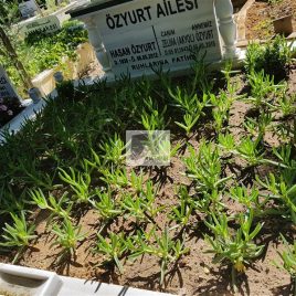 No: 5035 Yeşilik Ve Mevsimlik Çiçek Tasarım