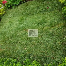 No: 5037 Yeşilik Ve Mevsimlik Çiçek Tasarım