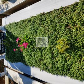 No: 5037 Yeşilik Ve Mevsimlik Çiçek Tasarım