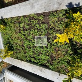 No: 5038 Yeşilik Ve Mevsimlik Çiçek Tasarım