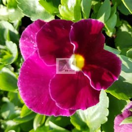 No:2023 Kasa Menekşe Renk