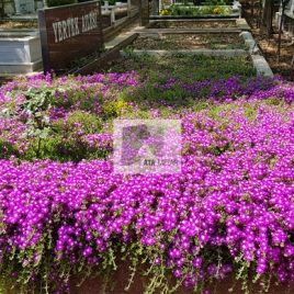 No: 5053 Yeşilik Ve Mevsimlik Çiçek Tasarım