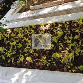 No: 5059 Yeşilik Ve Mevsimlik Çiçek Tasarım