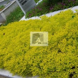 No: 5060 Yeşilik Ve Mevsimlik Çiçek Tasarım