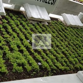 No: 5065 Yeşilik Ve Mevsimlik Çiçek Tasarım