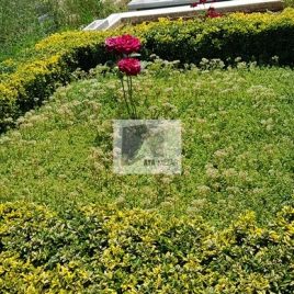 No: 5070 Yeşilik Ve Mevsimlik Çiçek Tasarım