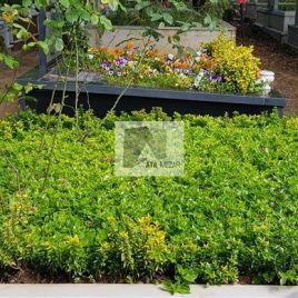 No: 5071 Yeşilik Ve Mevsimlik Çiçek Tasarım