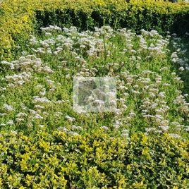 No: 4081 Üst Tasarım