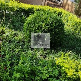 No: 5075 Yeşilik Ve Mevsimlik Çiçek Tasarım