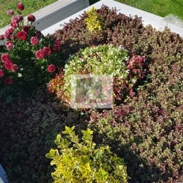 No: 4091 Üst Tasarım