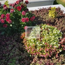 No: 5076 Yeşilik Ve Mevsimlik Çiçek Tasarım