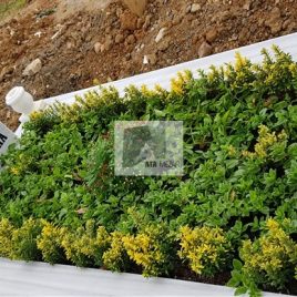No: 5084 Yeşilik Ve Mevsimlik Çiçek Tasarım