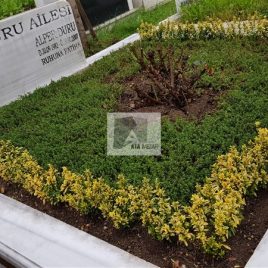 No: 5088 Yeşilik Ve Mevsimlik Çiçek Tasarım