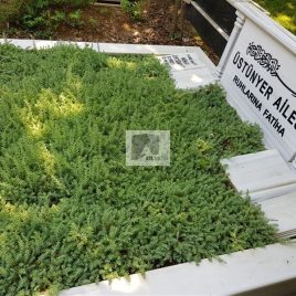 No: 5145 Yeşilik Ve Mevsimlik Çiçek Tasarım