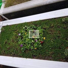 No: 5177 Yeşilik Ve Mevsimlik Çiçek Tasarım