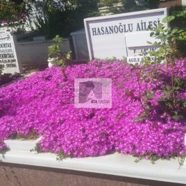 No: 5219 Yeşilik Ve Mevsimlik Çiçek Tasarım