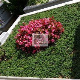 No: 5230 Yeşilik Ve Mevsimlik Çiçek Tasarım