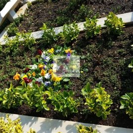 No: 5254 Yeşilik Ve Mevsimlik Çiçek Tasarım