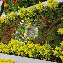 No: 5259 Yeşilik Ve Mevsimlik Çiçek Tasarım