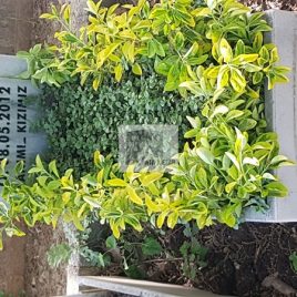 No: 5261 Yeşilik Ve Mevsimlik Çiçek Tasarım