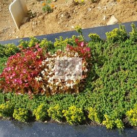 No: 5283 Yeşilik Ve Mevsimlik Çiçek Tasarım