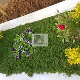 No: 5289 Yeşilik Ve Mevsimlik Çiçek Tasarım