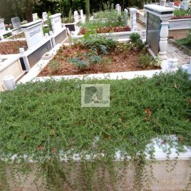 No: 5194 Yeşilik Ve Mevsimlik Çiçek Tasarım