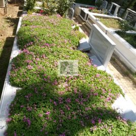 No: 5215 Yeşilik Ve Mevsimlik Çiçek Tasarım