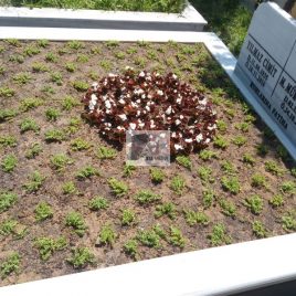 No: 5217 Yeşilik Ve Mevsimlik Çiçek Tasarım